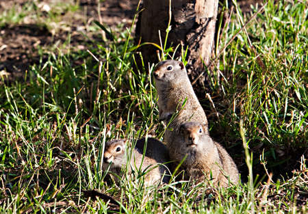 A ground squirrel stands in grass along Mormon Row on Antelope Flats in Grand Teton National Park, Wyoming.の写真素材