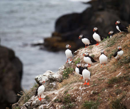 An Atlantic Puffin colony on the cliffs of Grimsey Island, Icelandの写真素材