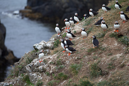 An Atlantic Puffin colony on the cliffs of Grimsey Island, Icelandの写真素材