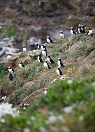 An Atlantic Puffin colony on the cliffs of Grimsey Island, Iceland