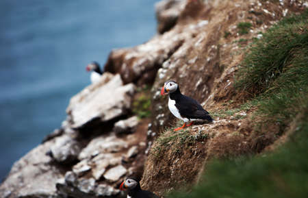 An Atlantic Puffin rests on the cliffs of Grimsey Island, Icelandの写真素材