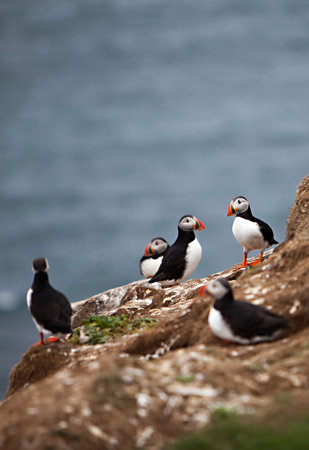 An Atlantic Puffin colony on the cliffs of Grimsey Island, Icelandの写真素材
