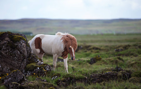 Beautiful Icelandic horse standing in a meadow on a dull summer dayの写真素材