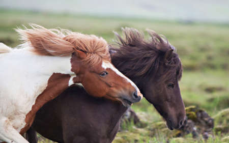 Beautiful Icelandic horses in a rocky green meadowの写真素材