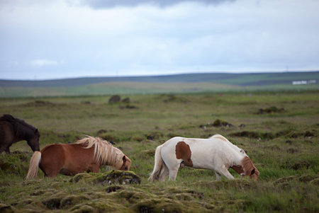 Beautiful Icelandic horses in a rocky green meadowの写真素材