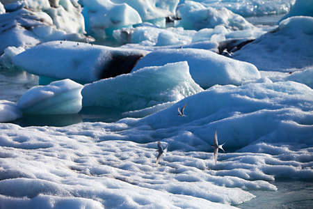 An Artic Tern flys over icebergs floating out to sea at Jokulsarlon lake, Icelandの写真素材