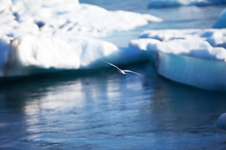 Melting glacier ice at Jokulsarlon lake caused by global warmingの写真素材