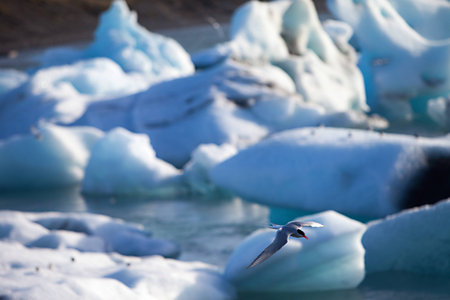 Melting glacier ice at Jokulsarlon lake caused by global warmingの写真素材