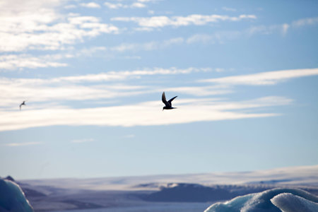 Melting glacier ice at Jokulsarlon lake caused by global warmingの写真素材