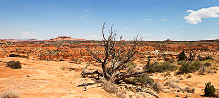 Unique sandstone formations on the border of Arizona and Utah in the United Statesの写真素材