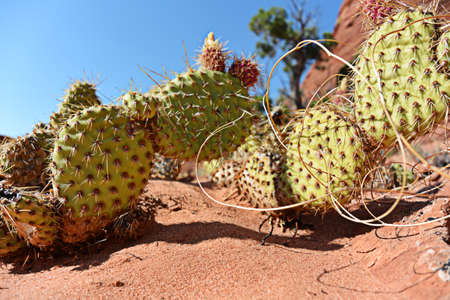 Unique sandstone formations on the border of Arizona and Utah in the United Statesの写真素材