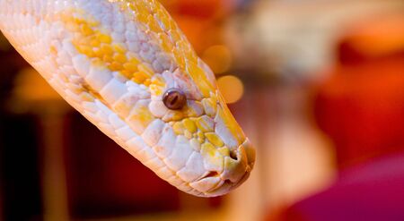 Albino Snake - Burmese Pythonの写真素材