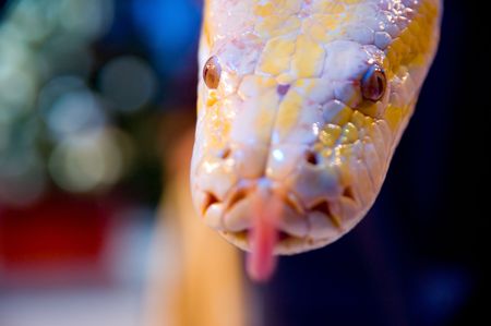 Albino Snake - Burmese Pythonの写真素材