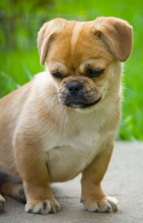 Cute little dog staying on grass looking to the sideの写真素材