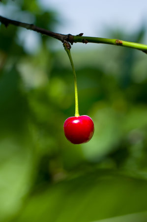 Ripe red cherries and green leaves
