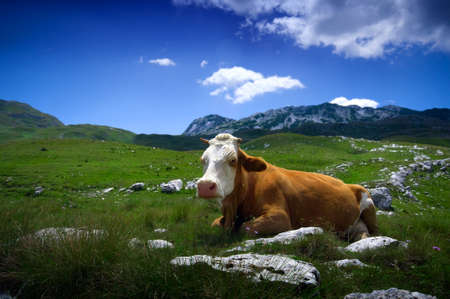 Cow resting on green grassの写真素材