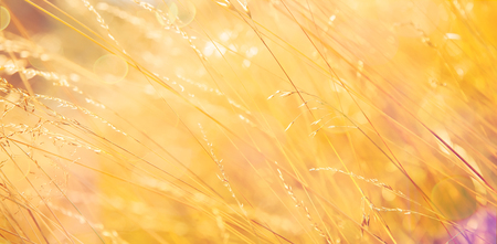 Beautiful golden grass  in the sun. Warm autumn background with colorful bright meadow during the sunset.の写真素材