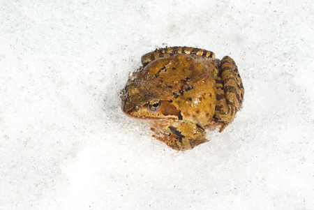 Frog on the snowの写真素材