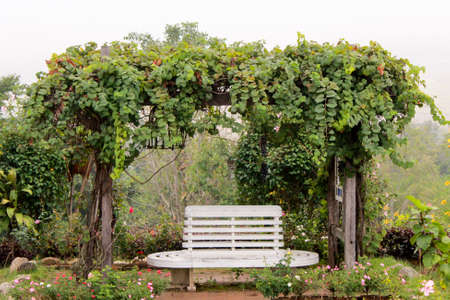 White chair in the Gardenの写真素材