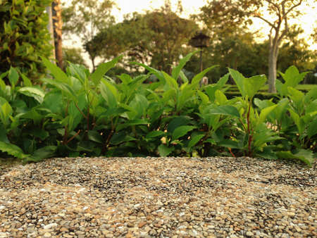 Sand wall background texture with natural bush over frameの写真素材
