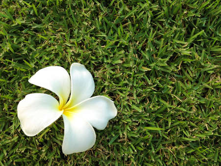Flowers of Plumeria  on grass green background, Leelavadeeの写真素材