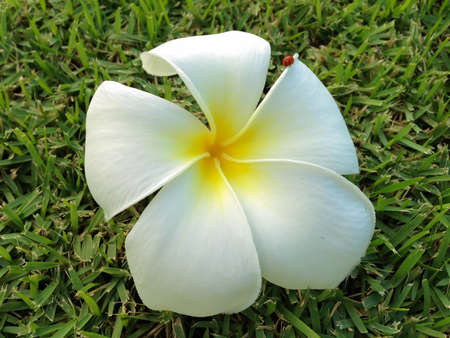 Flowers of Plumeria  on grass green background, Leelavadeeの写真素材