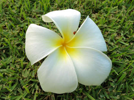 Flowers of Plumeria  on grass green background, Leelavadeeの写真素材