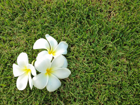 Flowers of Plumeria  on grass green background, Leelavadeeの写真素材