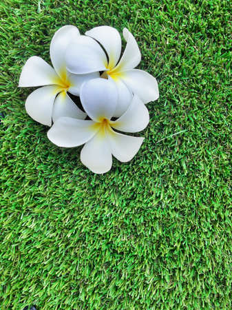 Flowers of Plumeria  on grass green background, Leelavadeeの写真素材