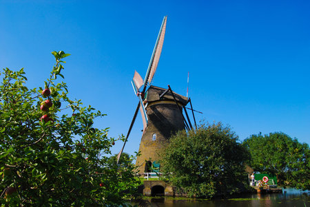Dutch mill on the waterside with an appletree