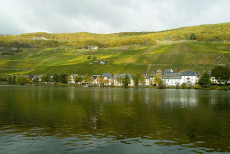 Wineyards at the Moselの写真素材