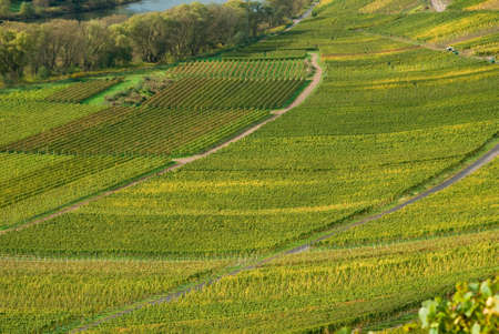 Wineyards at the Moselの写真素材