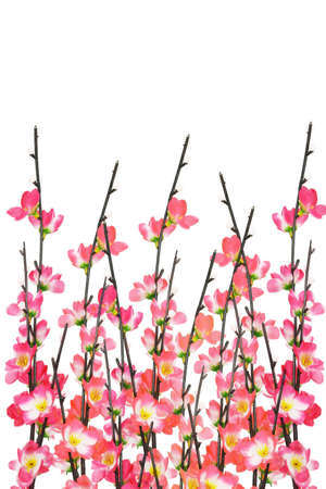 Chinese New Year cherry blossoms on white backgroundの写真素材