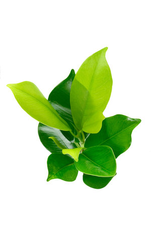 Elevated view of green young plant on white background