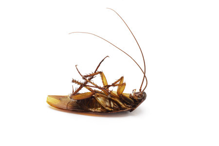 Dead cockroach with long feelers on white background