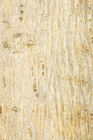 Beige color tree bark with vertical texture backgroundの写真素材