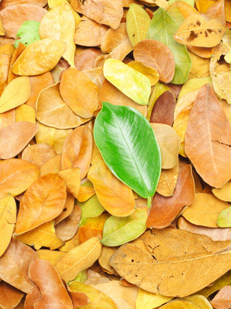 Single fallen green leaf on yellow leaves backgroundの写真素材