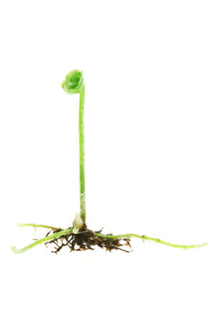 Close up of growing shoot of fern plant isolated on white backgroundの写真素材