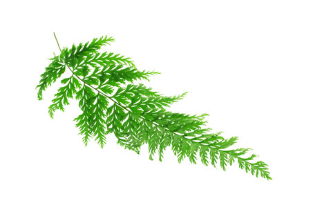 Tropical fern leaf on white background