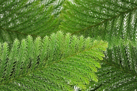 Evergreen coniferous leaves background
