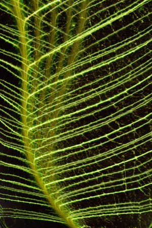 Close up of green leaf veins abstract background