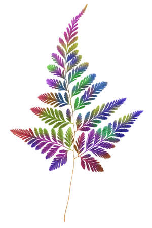 Colourful Fern Leaf on White Backgroundの写真素材