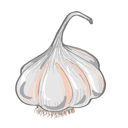 Garlic icon.のイラスト素材