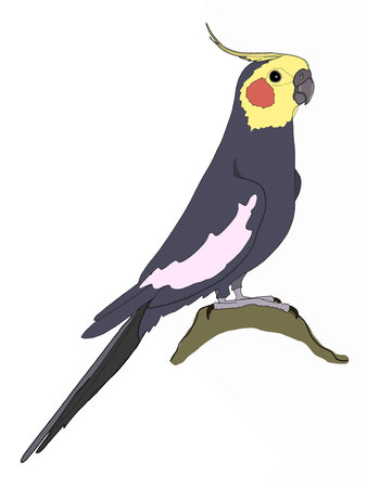 Cartoon ,gray, african parrot illustration.