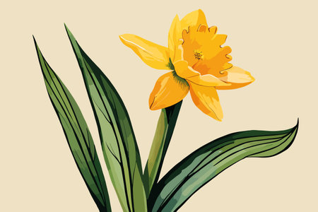 Yellow daffodil on a beige background. Vector illustrationのイラスト素材