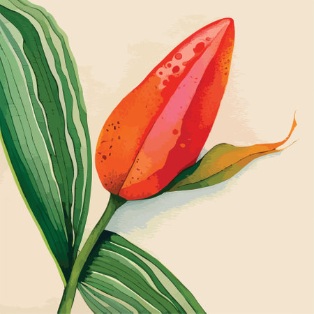 lily flower vector illustration. Hand drawn watercolor botanical design.のイラスト素材