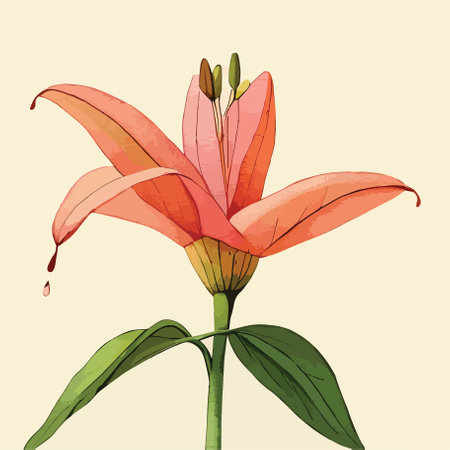 Lily flower. Hand drawn vector illustration isolated on white background.のイラスト素材