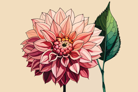 Dahlia flower vector illustration. Hand drawn botanical illustration.のイラスト素材