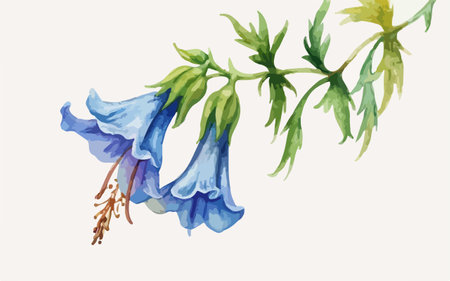 Illustration of bluebell flowers on white background. Watercolor illustration.のイラスト素材