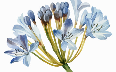 Watercolor illustration of blue agapanthus flowers on a white backgroundのイラスト素材